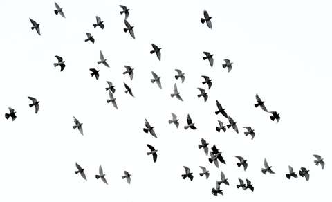 Influenza aviaire : découvertes de cas en Île-de-France
